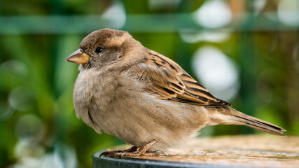 Haussperling Vogel Sperling Ganzer Körper 