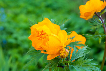 Spring forest bright orange flower of Trollius asiaticus