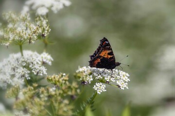 papillon