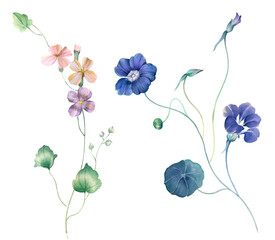 Flowers watercolor illustration. Manual composition. Big Set watercolor elements. - 384733422