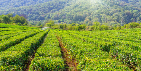 Fototapeta na wymiar tea plantation landscape background. Krasnodar, Sochi Russia