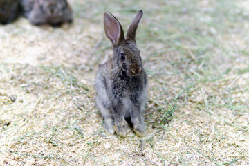 little rabbit. Easter dwarf decorative fluffy rabbit. Symbol of Easter.