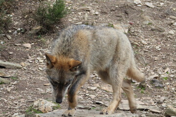 iberian, animal, wild, europe, spain, gray, carnivore, nature, mammal, fauna, forest, wolf, lupus, grey, spanish, 