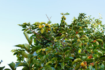 Green Persimmon trees persimmon ripening on the branches of the tree. the cultivation of fruit