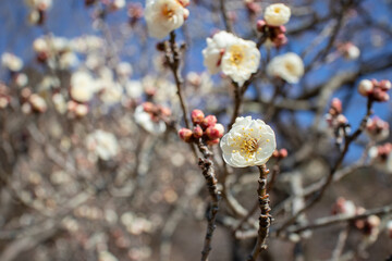梅の花とつぼみ