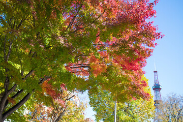 緑から赤に移り変わる紅葉の木