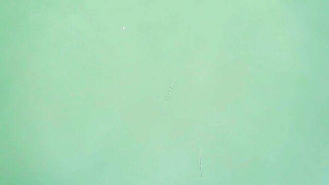 Top view of Transparent silver fish swimming on cyan sea water surface with calm ocean wave & ripple in exotic tropical summer sunny sunlight, ecology environment & wild life conservation concept   