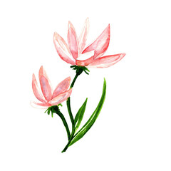 Magnolia-spring-flower