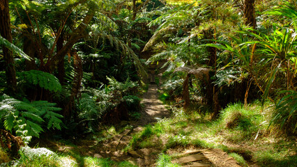 Lush and plant in the Junglee 