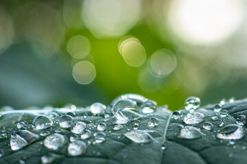 Regentropfen im Herbst