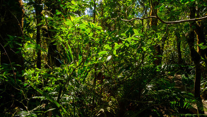 Lush and green plants in the jungle