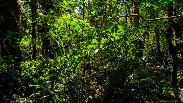Lush and green plants in the jungle