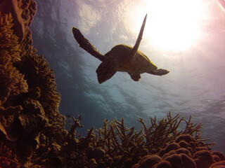 DCIM\100GOPRO
