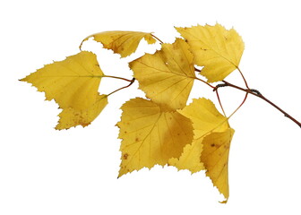 Yellow birch leaves during autumn season isolated on white background
