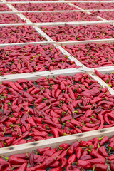 Naklejka premium Espelette chillies dried