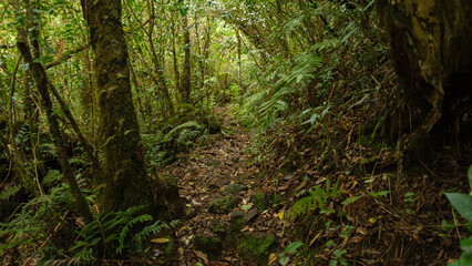In the woods of the Jungle, Reunion Island