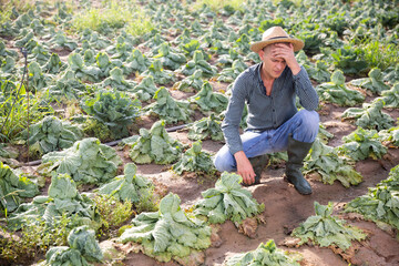 Frustrated male farmer checking savoy cabbage on field damaged after thunderstorm and massive rain