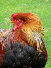 Coq