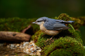 Eurasian nuthatch in natural environment, Danube forest, Slovakia, Europe