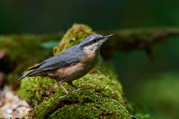 Eurasian Nuthatch in Danube forest, Slovakia, Europe