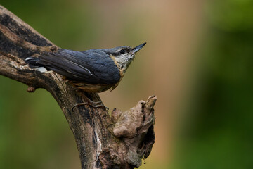 Eurasian Nuthatch in Danube forest, Slovakia, Europe