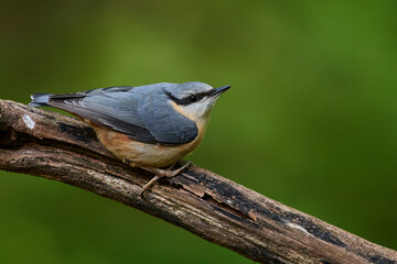Eurasian nuthatch in natural environment, Danube forest, Slovakia, Europe