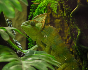 green chameleon sitting on a branch