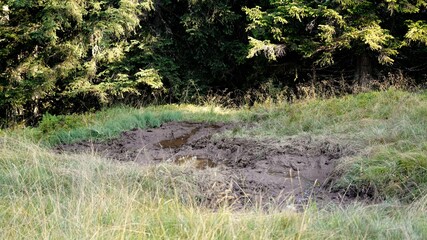 a deer wallow in autumn in the deer rut