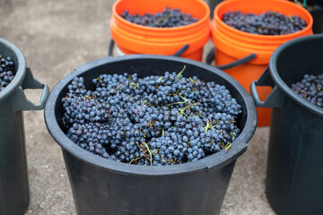 fresh dark grapes in big bucket © Natalia Mylova