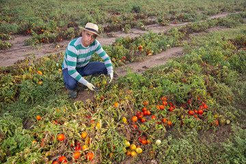 Male farmer regrets lost tomato crop after natural disaster