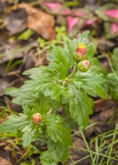 Blooming Korean chrysanthemum.