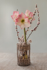 Blooming hippeastrum (amaryllis)  