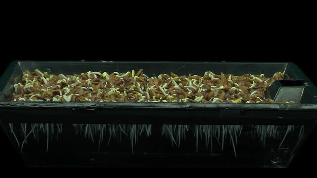 Time-lapse of germinating microgreens caraway sead 1c1 in PNG+ format with ALPHA transparency channel isolated on black background
