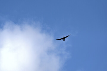 Fototapeta na wymiar Flying great cormorant : Phalacrocorax carbo. 
