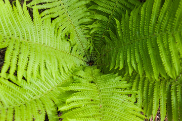 Several fresh vivid green fens leaves growing in the forest.