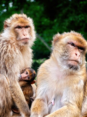 Berberaffen Familie mit Baby