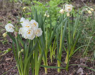 Double white daffodil on a blurry garden background