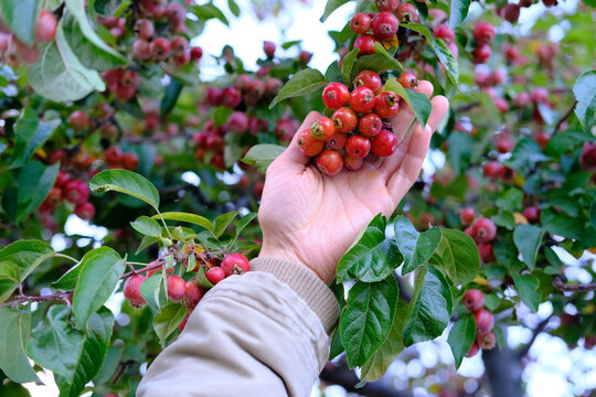 male hand touches the autumn leaves and small-fruited apple varieties tree, concept seasonal, orchard care