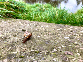 snail on concrete ground, grass in the background