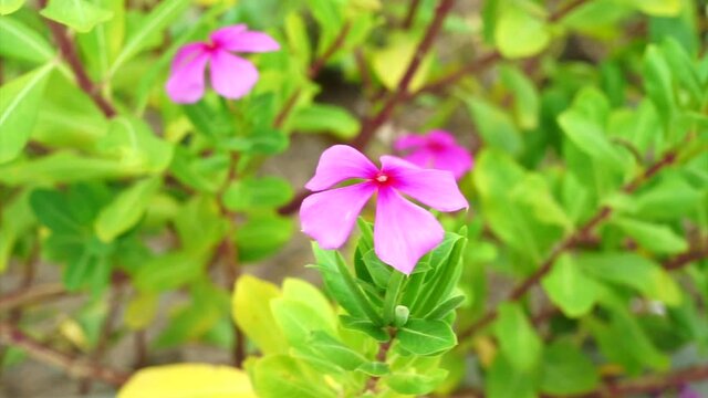 The Madagascar periwinkle flowers or (Catharanthus roseus) blow in the wind with the blurry background, footage.