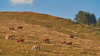 Herd of cows is grazing on pastureland hill slope © Bits and Splits