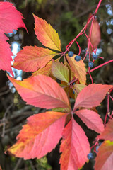 Leaves and berries of wild grapes in autumn close-up, October