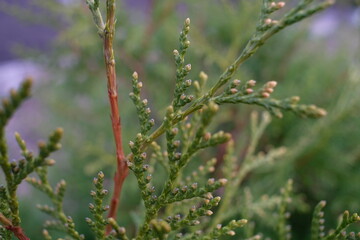 Cypress branch close up with leaves
