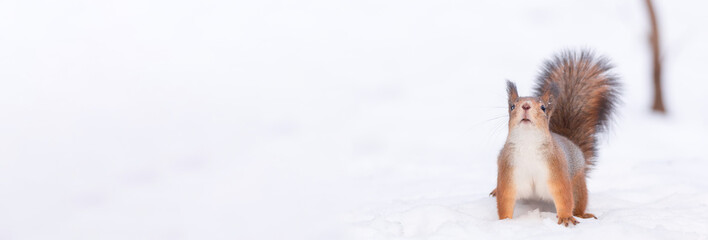 squirrel in the snow © alexbush