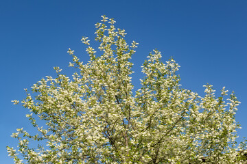 Blooming bird cherry in spring