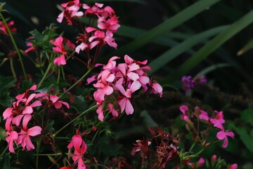 Obraz premium pink flower in the garden