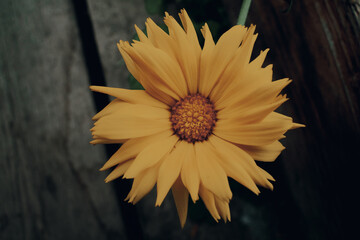 yellow flower on a wooden background