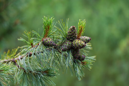 Cedar dwarf cones