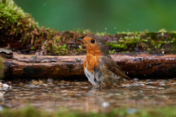 European robin in natural environment, Danube forest, Slovakia, Europe