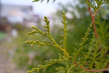Cypress branch close up
